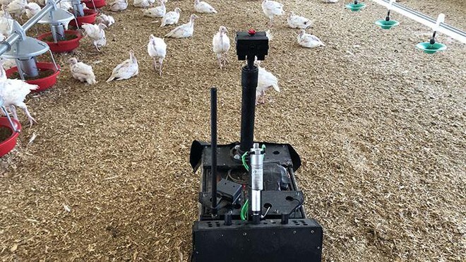 Robot chăn đàn gà tây nghìn con, dùng 'mắt thần' phát hiện gà cúm