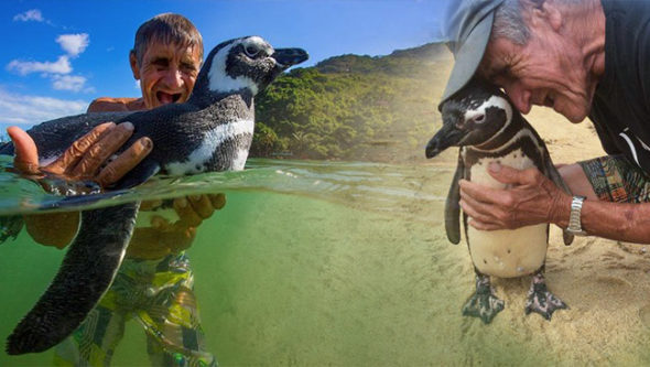 Video: Chú chim cánh cụt bơi 8.000km thăm ân nhân mỗi năm