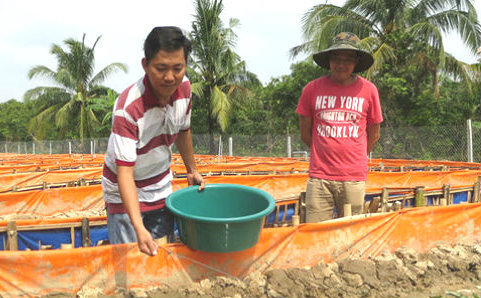 Video: Giám đốc bỏ lương khủng về nuôi lươn, thu nhập hàng tỷ đồng mỗi năm