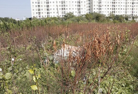 Nguyên nhân nào khiến hàng nghìn gốc đào tại Hà Nội bị vàng lá, chết khô trước Tết?