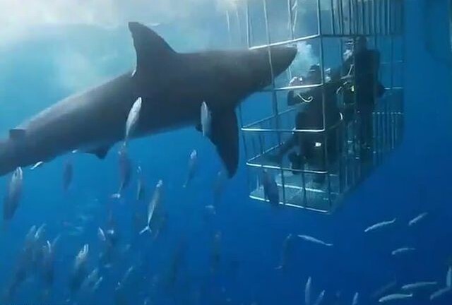 Clip: Cá mập trắng lao đầu vào lồng sắt tấn công người và cái kết bi thảm