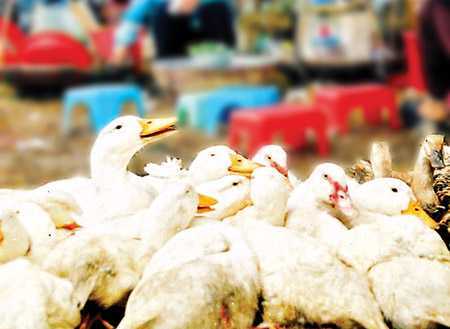 Cà Mau phát hiện ổ dịch cúm gia cầm H5N1