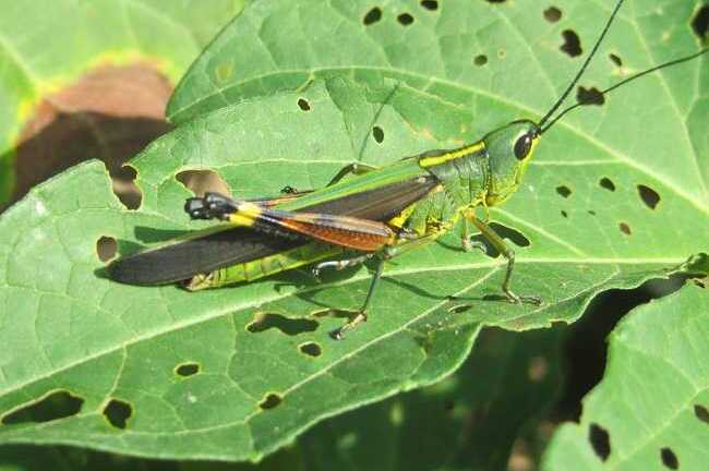 Sơn La chi tiền tỷ để diệt châu chấu