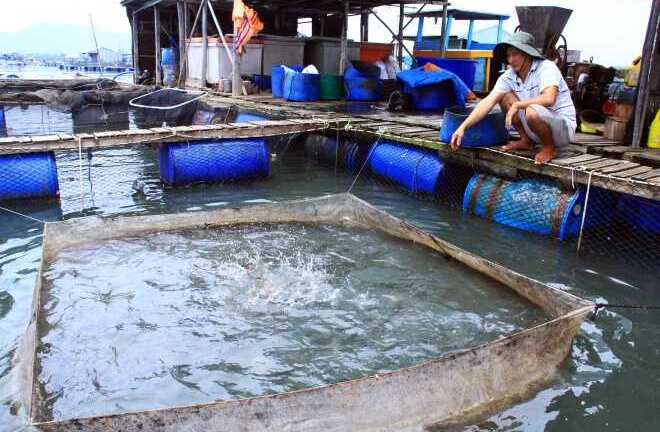 Ảnh: Nông dân Vũng Tàu chết lặng nhìn cá chết trắng sông