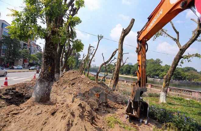 Đêm nay, hàng chục cây cổ thụ phố Kim Mã sẽ rời khỏi Thủ đô