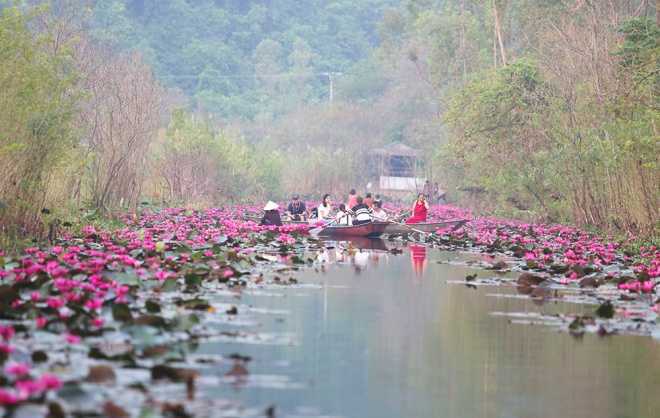 Ảnh: Ngỡ ngàng sắc đỏ hoa súng chùa Hương dưới nắng thu