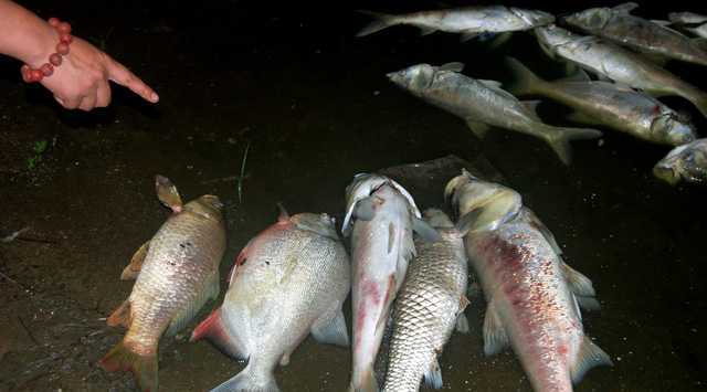 Sau Hồ Tây, cá lại chết trắng ở hồ Linh Đàm
