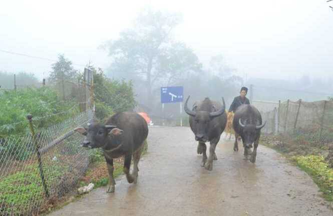 Nhiệt độ giảm mạnh, người Sa Pa sơ tán trâu bò tránh rét