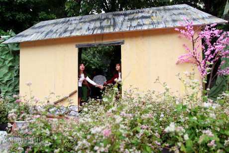 Ảnh: Dân Thủ đô háo hức tạo dáng bên hoa tam giác mạch