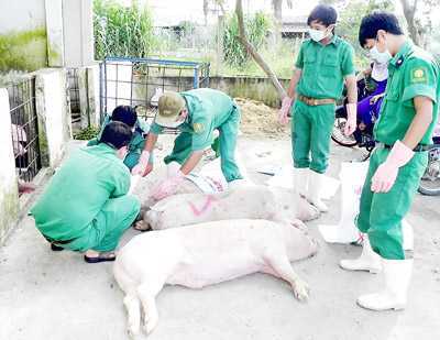 Sau mưa lũ, Hà Tĩnh tiêu hủy hơn 1.000 con heo tai xanh