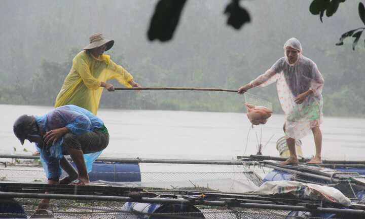 Quảng Nam: Xả lũ trước khi địa phương nhận thông báo, hộ nuôi cá ven sông 'khóc ròng'