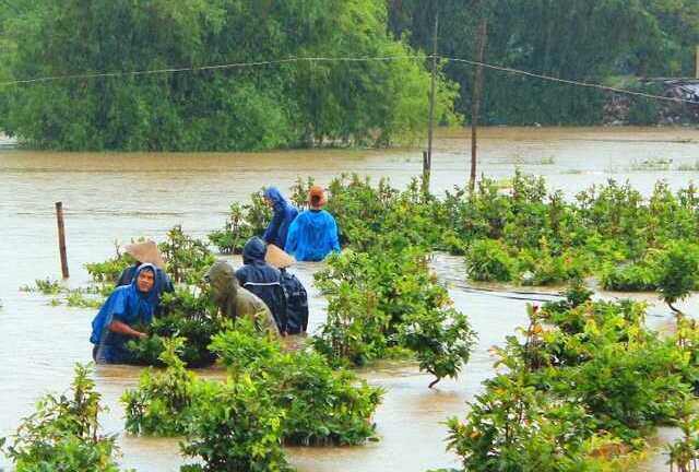 Bình Định: Nông dân liều mình cứu mai trong lũ