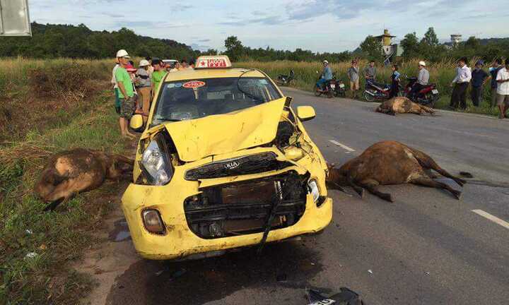 Bất ngờ lao ra đường, 3 con bò bị taxi tông chết