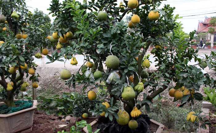 Giá cây cảnh '4 trong 1' dịp Tết năm nay sẽ ra sao?