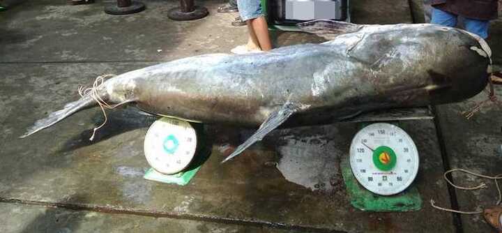 Cá tra dầu nặng 230 kg ở An Giang