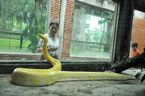 Cận cảnh trăn vàng 'khủng' trong Thảo Cầm Viên Sài Gòn