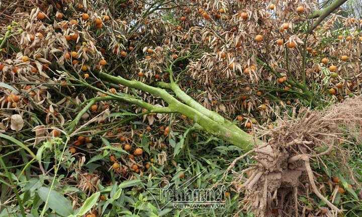 Ảnh: Quất Tết chết khô, người trồng 'méo mặt'