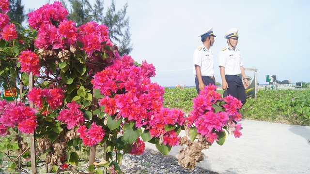 Cây phi lao được 'hóa trang' thành mai vàng đón Tết ở Trường Sa