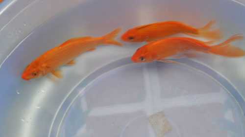 Cách chọn cá chép cúng ông Công, ông Táo