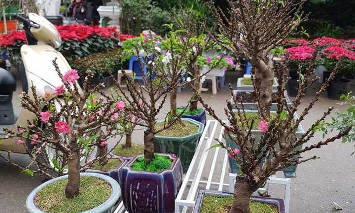Dân Hà Nội 'bỏ rơi' đào 'khủng', chạy theo đào 2 gang tay