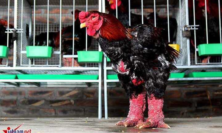 Mục sở thị 'vua gà' Đông Tảo có đôi chân to bằng chân người