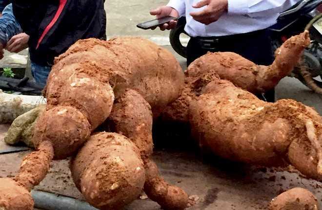 Đào củ sắn nặng 75 kg mang đi dự triển lãm 8/3