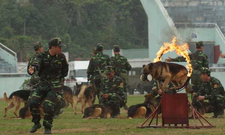 Xem bộ đội biên phòng trình diễn công phu tuyệt đỉnh, điều khiển chó chiến đấu