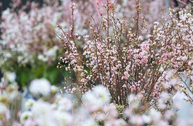 Ảnh: Hoa anh đào Nhật Bản khoe sắc trước giờ khai mạc lễ hội