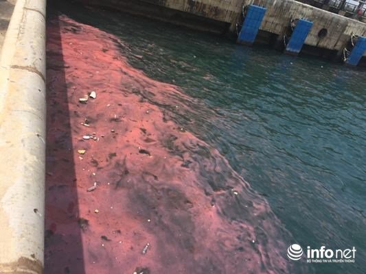 Lại xuất hiện dải nước màu hồng tại cảng Sơn Dương