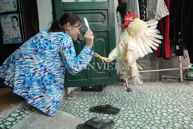 Gà trống 5 tuổi thích ở chung với chủ, giữ nhà thay chó