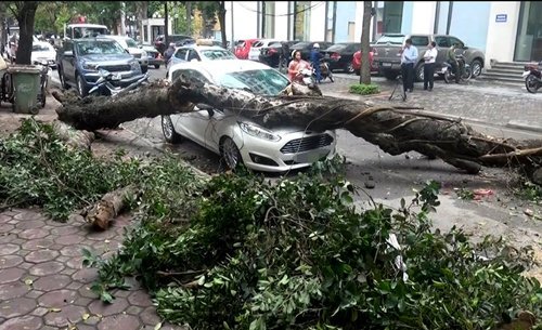 Hàng loạt cây xanh ở Hà Nội bật gốc vì không có rễ