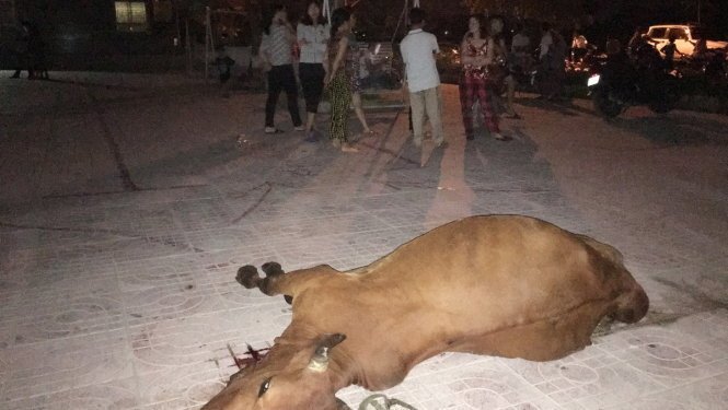 Dân mang bò chết vây chung cư ở Nghệ An