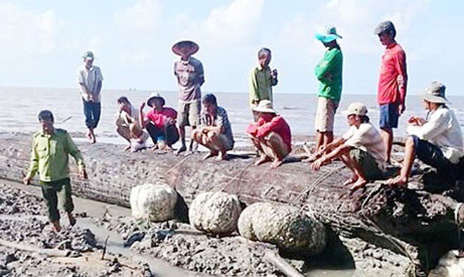 Phát hiện cây dầu nghi 200 năm tuổi ở bãi biển Cà Mau