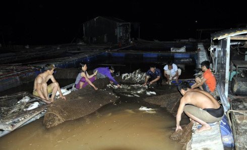 Cá lồng chết bất thường ở đầu nguồn sông Đà