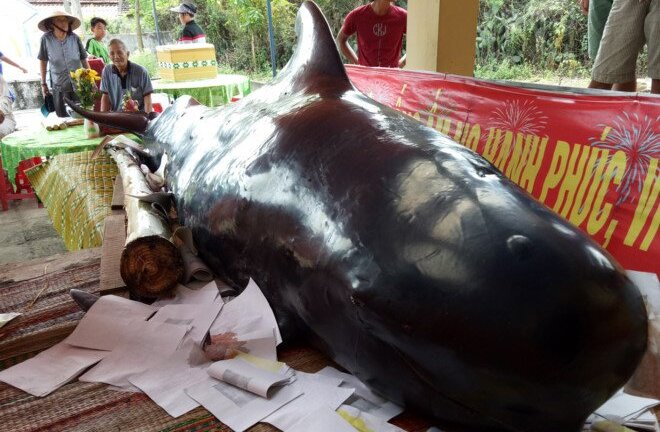 Ngư dân Quảng Ngãi an táng cá 'Bà Chuông' nặng 800 kg