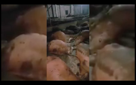 Đàn bò 17 con lăn ra chết bất thường sau bữa ăn