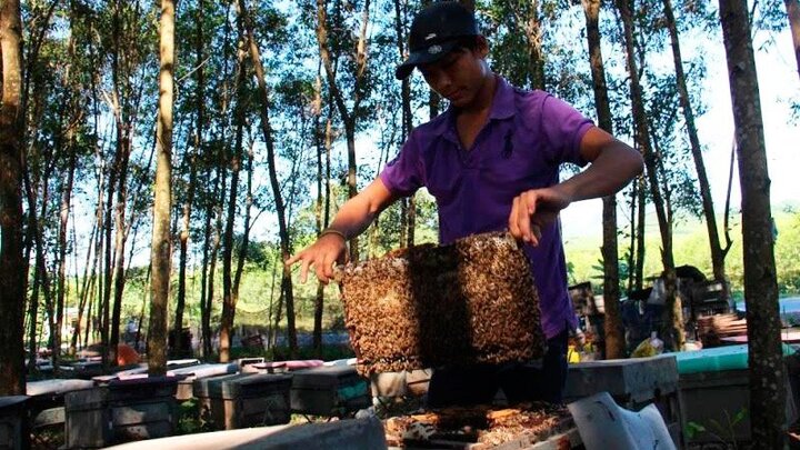 Người dân 'méo mặt' vì muốn nuôi ong phải đóng phí bảo vệ