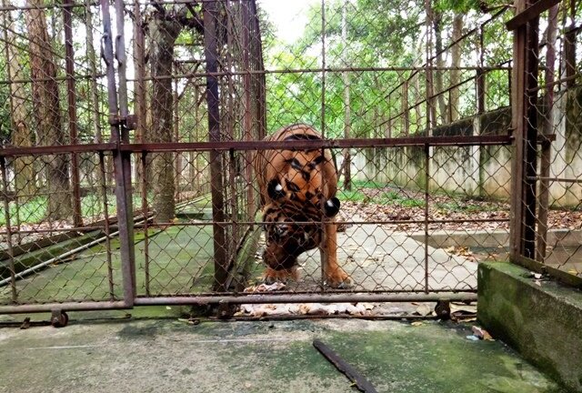 Lạnh sống lưng trong trại hổ vồ bé trai 13 tuổi ở Thanh Hóa