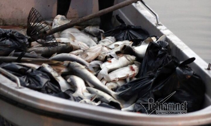 Sau 1 năm, cá lại chết trắng hồ Hoàng Cầu