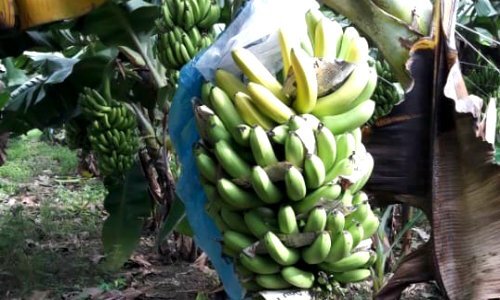 Giá rớt xuống dưới 2.000 đồng/kg, chuối Đồng Nai lại ‘cầu cứu’