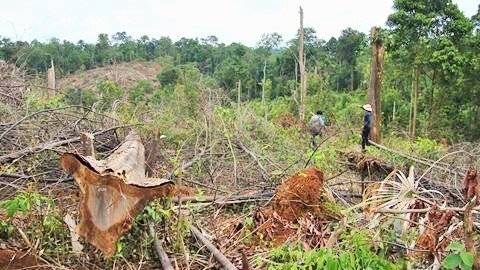 Nghe tin đồn sắp mở đường cao tốc, ồ ạt phá rừng để chiếm đất