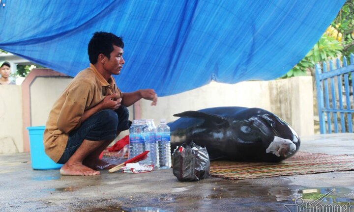 'Cá ông' nặng gần 7 tạ dạt vào vùng biển Bình Định