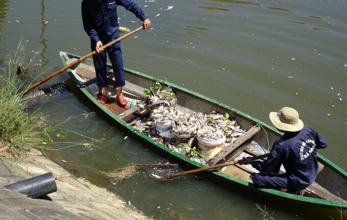 Cá chết bất thường nổi trắng kênh Phú Lộc