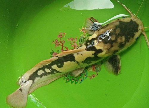 Đổ xô đi xem cá trê có màu giống bò sữa ở Kiên Giang