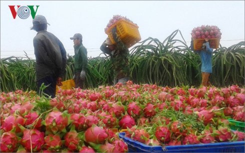 Thu mua thanh long trái phép, 2 người Trung Quốc bị phạt 40 triệu đồng