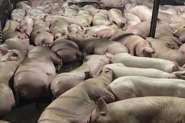 5.000 con heo bị tiêm thuốc an thần: Đình chỉ công tác 3 cán bộ Chi cục Thú y TP.HCM