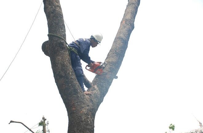 Bắt đầu đốn hạ, di dời hàng cây xanh trên đường Tôn Đức Thắng
