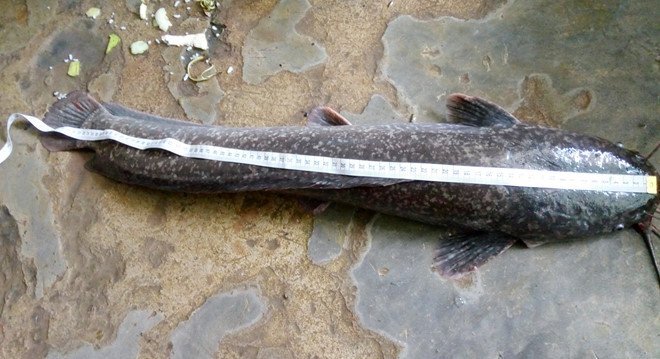 Dân ùn ùn kéo nhau đi xem cá trê nặng gần 4kg, dài 80cm
