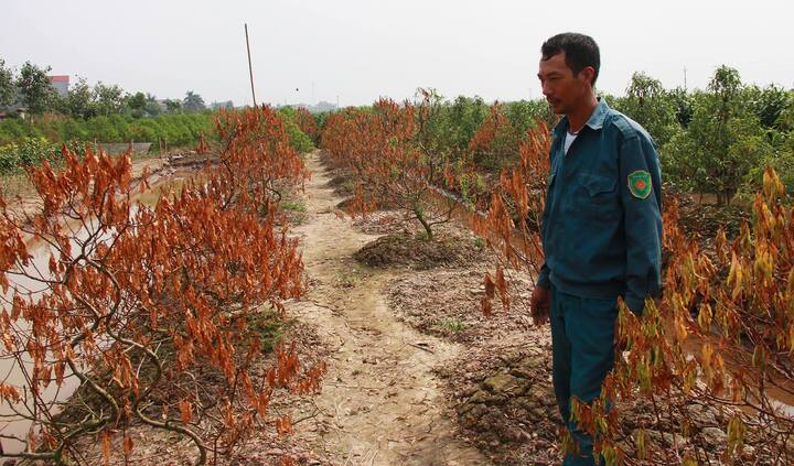 Hàng trăm gốc đào Tết chết khô sau mưa lũ ở Thái Bình