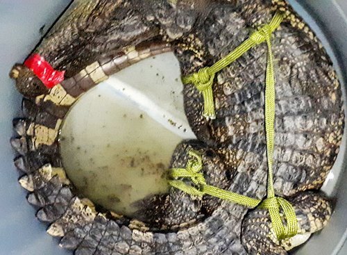 Tưởng khúc gỗ, bơi ra xem thấy cá sấu dài hơn 1m trong vuông tôm